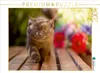 CALVENDO Puzzle Ein Motiv aus dem Kalender Kittens - Produktbild-Vorschau 2