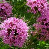 6 x Scheinwaldmeister - Phuopsis stylosa  | Topf 9x9 cm Produktbild-Vorschau 1