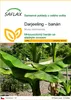 SAFLAX - Darjeeling – banán - Musa sikkimensis - 5 Semena Náhled obrázku produktu 1