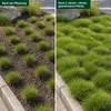 Stauden Gänge 1 x Festuca gautieri - Bärenfellgras - Produktbild-Vorschau 4