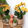 Kolibří orchideje - oranžová zlatá orchidej Phalaenopsis - Náhled obrázku produktu 5