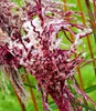 BALDUR Garten 3x Miscanthus Boucle®, Knollen in Größe I, Produktbild-Vorschau 3