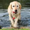 Trixie Dog Activity Aqua Toy MOT-Fun 9 cm Produktbild-Vorschau 8