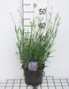 Lavandula int. 'Grosso' - Provence Lavendel Grosso - Náhľad obrázku produktu 1