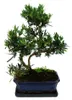 Bonsai z gatunku Podocarpus macrophyllus – ok. 12–15 lat Podgląd zdjęcia produktu 1
