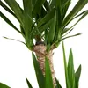 Bloomique - Yucca Elephantipes - Yucca - Plante d’intérieur Voir les images du produit 5