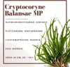 Mutterpflanze Aquariumpflanze Cryptocoryne Balansae Nr.309B Produktbild-Vorschau 2