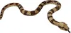Coppenrath Verlag KG Boa constrictor NZW 0 0 STK Anteprima dell’immagine prodotto 3