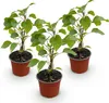 Hydrangea arborescens Annabelle - Hortensja - Odporna - Podgląd zdjęcia produktu 2