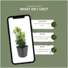 Plants by Frank | 48 Plantes de fusain du Japon | Euonymus Voir les images du produit 5