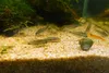 Aquarium Bodengrund Quarzkies Bernstein 1-2 mm, 24 kg, für Produktbild-Vorschau 8