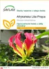 SAFLAX - Afrykańska Lilia Pnąca - 15 Nasiona - Gloriosa Podgląd zdjęcia produktu 1