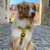 Dingo Hundegeschirre Guard "Bitte Nicht Anfassen" Größe L Produktbild-Vorschau 3