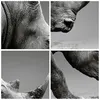 Bilder auf glas - Einteilig - Nashorn Monochrom Tier - Produktbild-Vorschau 8