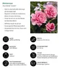 Dehner Rose Kletterrose Camelot®, Züchter Tantau, große Produktbild-Vorschau 2