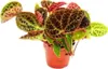 Begonia selvatica - Begonia ferox - pianta dal fogliame Anteprima dell’immagine prodotto 1