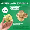 Kaiserkronen Knollen Mehrjährig - Fritillaria Imperialis Produktbild-Vorschau 5