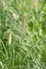 Pennisetum alopecuroides 'Little Bunny', Lampenputzergras, Produktbild-Vorschau 6