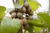 Kiwi Jenny 40-60 cm, im Topf - Actinidia chinensis Produktbild-Vorschau 1