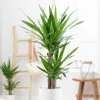 Bloomique - Yucca Elephantipes - Yucca Palme - Palmlilie - Produktbild-Vorschau 1