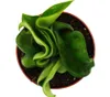 Mini rostlina - Hoya carnosa compacta - masitý porcelánový Náhled obrázku produktu 2