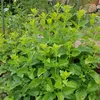 Bloomique - Zestaw 3 szt. - Melissa Officinalis - Melisa Podgląd zdjęcia produktu 4