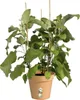 elho green basics Anzuchttopf 19cm - mild tonrot Produktbild-Vorschau 5