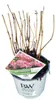 Hydrangea arb. Ruby Annabelle® ('Ncha3'PBR) - Hortensie | Produktbild-Vorschau 1