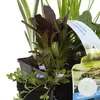 Bloomique – zestaw 6 roślin oczyszczających do oczek Podgląd zdjęcia produktu 2