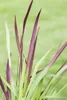 Imperata cylindrica 'Red Baron', Japanisches Blutgras, ca. Produktbild-Vorschau 8