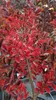 Lagerstroemia indica DYNAMITE 'Whit II' / Lilas des Indes Voir les images du produit 2
