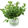 Enseleits Pfefferminze, Mentha x piperita, frische Produktbild-Vorschau 1