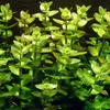 Aquarium Pflanze 3 Stück Bacopa caroliniana AquaOne Nr.343 Produktbild-Vorschau 2