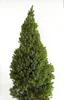 Kanadische Zuckerhut - Fichte Picea Glauca Conica 100 - 125 Produktbild-Vorschau 1