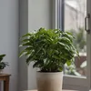 Kaffeepflanze - 2 Stk - Coffea arabica - Höhe 25-40cm - Produktbild-Vorschau 4