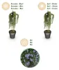 Rosmarinus officinalis Prostratus - Terrassenpflanze - Produktbild-Vorschau 10