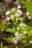 Weigela 'Snowflake', Weigelie, weiß, 60–100 cm Produktbild-Vorschau 2