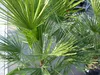 Palme 150 - 180 cm Zwergpalme Chamaerops Humilis, Produktbild-Vorschau 4