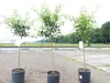 Citrus Yuzu 130 - 150 cm, Zitronenbaum Zitrone, japanische Produktbild-Vorschau 4
