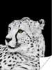 MuchoWow® Poster Leopard - Weiß - Schwarz 90x120 cm - Produktbild-Vorschau 2