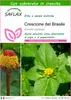 SAFLAX  - Crescione del Brasile - 500 semi - Con substrato Anteprima dell’immagine prodotto 1