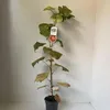 Vitis coignetiae - Scharlachwein | 70 cm en maceta Vista previa de la imagen del producto 3