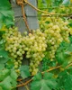 Close-up of a grape vine with ripe white grapes hanging from it, supported by a wooden post. Produktbild-Vorschau