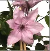 Clematis Hagley Hybrid 60-80 cm roślina pnąca Podgląd zdjęcia produktu 2