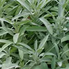 6 x Salvia vera - Salvia officinalis | vaso 9cm x 9cm Anteprima dell’immagine prodotto 2
