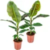 Bloomique - Zestaw 2 sztuk - Musa Dwarf Cavendish - Roślina Podgląd zdjęcia produktu 1