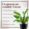 Aquarium Pflanze 3 Stk Cryptocoryne wendtii Green Produktbild-Vorschau 3