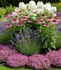 A close-up view of a vibrant flower bed with various blooming plants. Produktbild-Vorschau