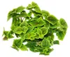 Rostlina „kanonýr“ – Pilea involucrata Moon Valley – Náhled obrázku produktu 2