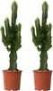 Euphorbe ingens - Set de 2 - Euphorbia ingens - Hauteur Voir les images du produit 1